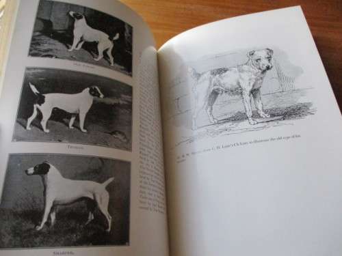 The Making of the Parson Jack Russel Terrier