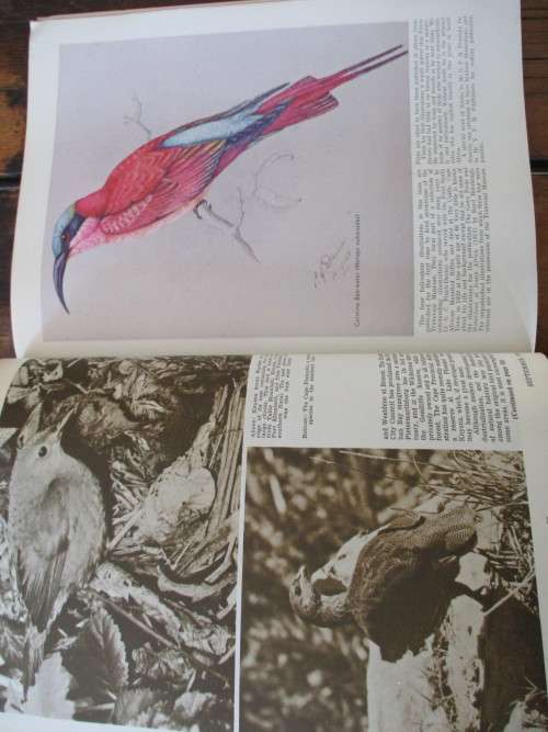 Bird-life in South Africa. LANTERN Sep 1964 - Special Edition