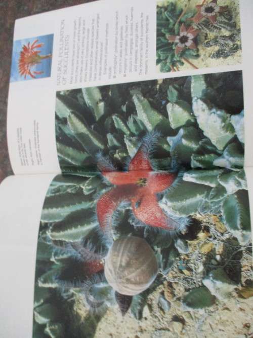 Grow succulents Kirstenbosch Gardening Series Ian B Olivier
