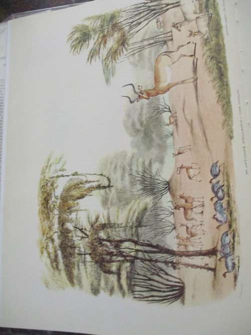 Portraits of the Game and Wild Animals of Southern Africa  -  Capt W Cornwallis Harris