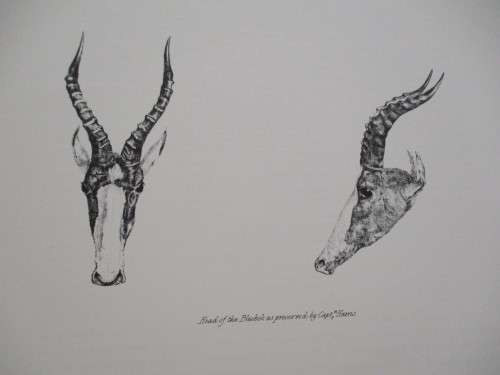 Portraits of the Game and Wild Animals of Southern Africa  -  Capt W Cornwallis Harris