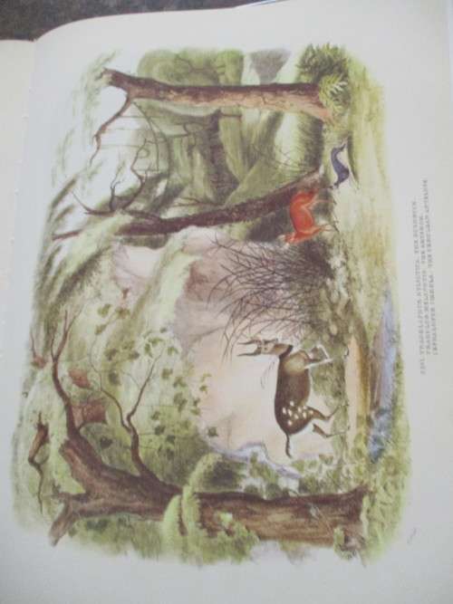 Portraits of the Game and Wild Animals of Southern Africa  -  Capt W Cornwallis Harris