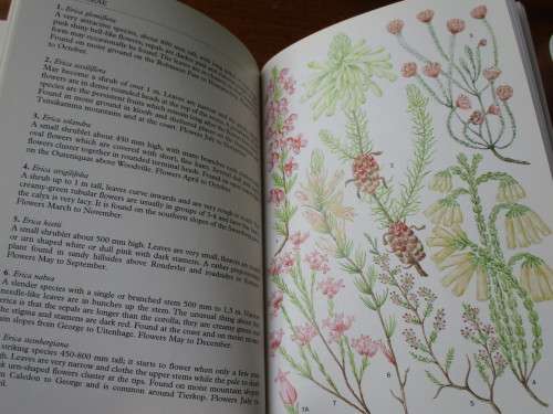 SOUTH AFRICA  Wild Flower Guide 2 Outeniqua Tsitsikamma & Eastern Little Karoo A Moriarty