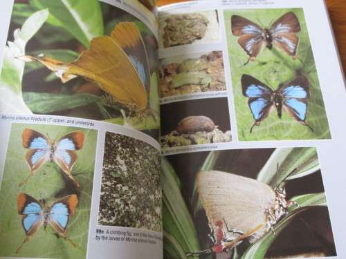 BUTTERFLIES OF SOUTHERN AFRICA