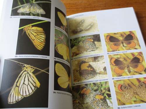 BUTTERFLIES OF SOUTHERN AFRICA