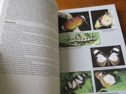 BUTTERFLIES OF SOUTHERN AFRICA