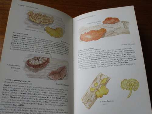 A FIELD GUIDE TO THE MUSHROOMS OF SOUTH AFRICA  A Practical handbook for collectors