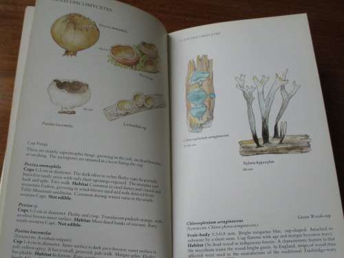 A FIELD GUIDE TO THE MUSHROOMS OF SOUTH AFRICA  A Practical handbook for collectors