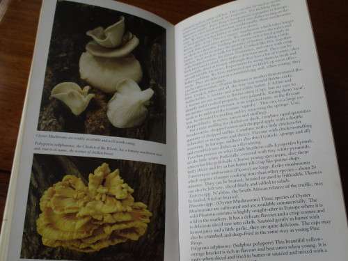 A FIELD GUIDE TO THE MUSHROOMS OF SOUTH AFRICA  A Practical handbook for collectors