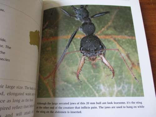 Australia's most dangerous spiders, snakes and marine creatures