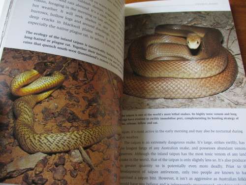 Australia's most dangerous spiders, snakes and marine creatures