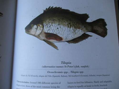 THE COOK`S GUIDE TO MEAT  J Milson  THE COOK`S GUIDE TO FISH & SEAFOOD  W Sweetse