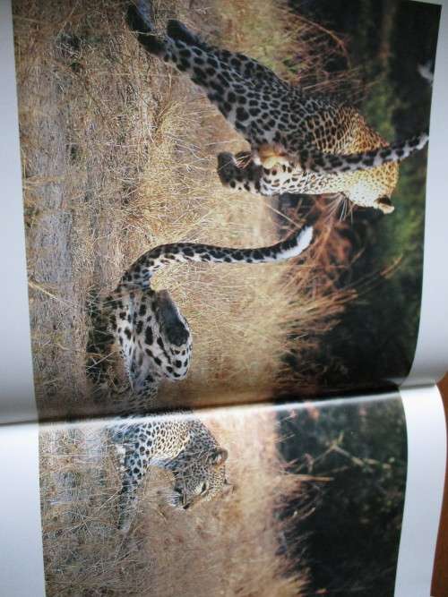 A TIME WITH LEOPARDS - Dale Hancock