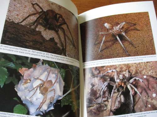 SOUTHERN AFRICA SPIDERS An Identification Guide Martin R. Filmer