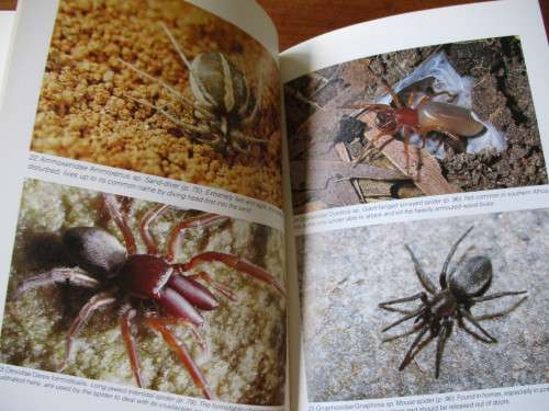 SOUTHERN AFRICA SPIDERS An Identification Guide Martin R. Filmer