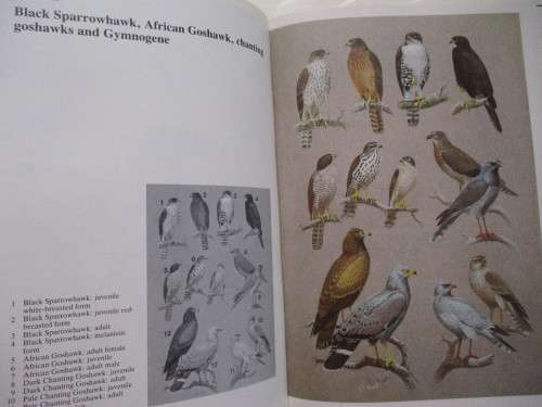 Peter Steyn. BIRDS OF PREY OF SOUTHERN AFRICA. Their Identification and Life Histories