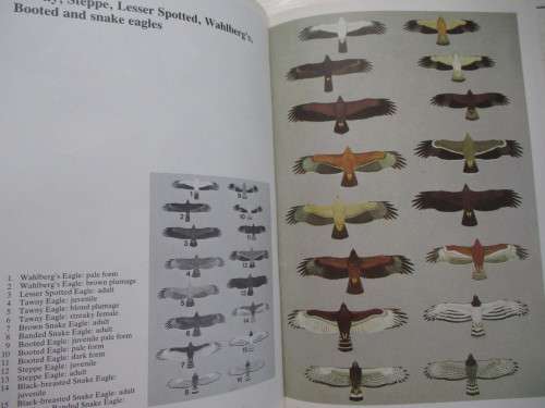 Peter Steyn. BIRDS OF PREY OF SOUTHERN AFRICA. Their Identification and Life Histories