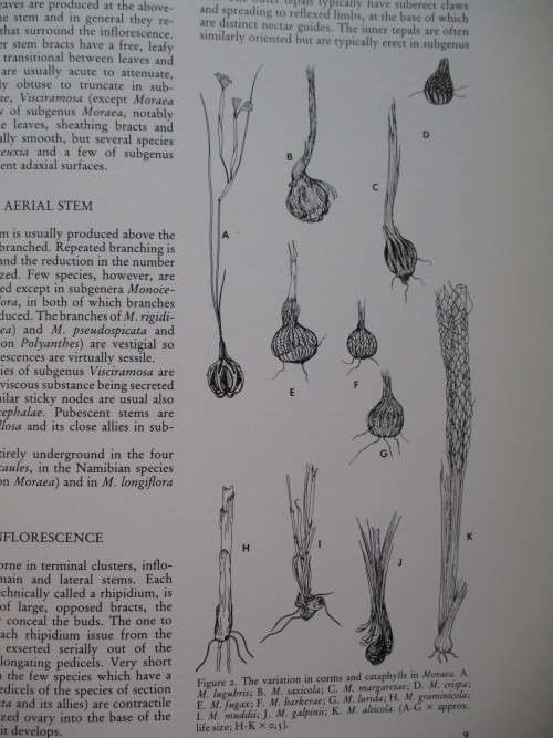 THE MOREAS OF SOUTHERN AFRICA. Peter Goldblatt, Fay Anderson