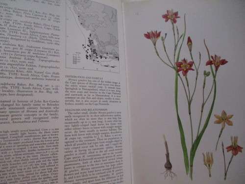 THE MOREAS OF SOUTHERN AFRICA. Peter Goldblatt, Fay Anderson