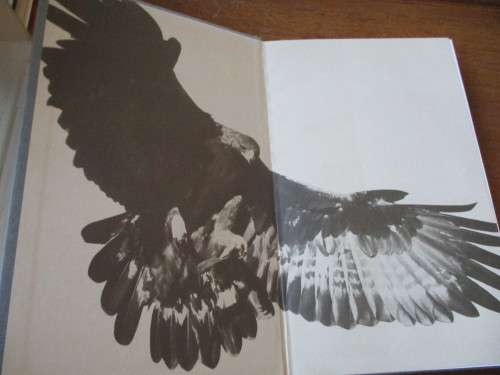 Owned by an Eagle - Gerald Summers