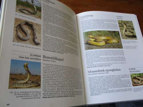 REPTIELE VAN SUIDER-AFRIKA  Rod Patterson