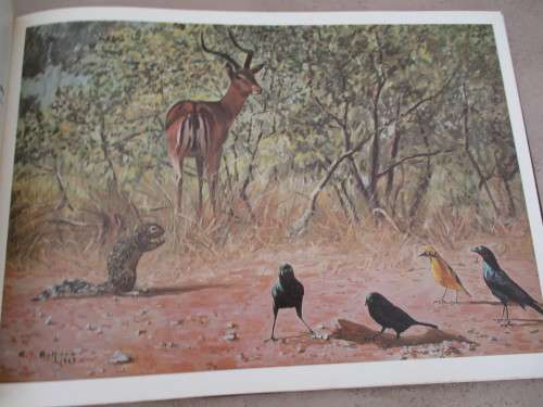 BOTTERO'S AFRICAN WILDLIFE GALLERY