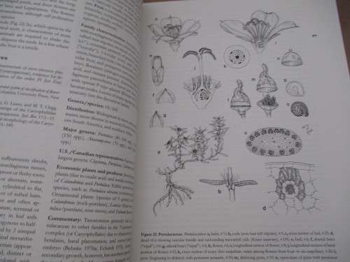 FLOWERING PLANT FAMILIES