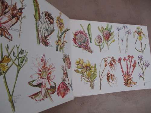 The Evergreen South African Diary - Susan Paramore Weyers