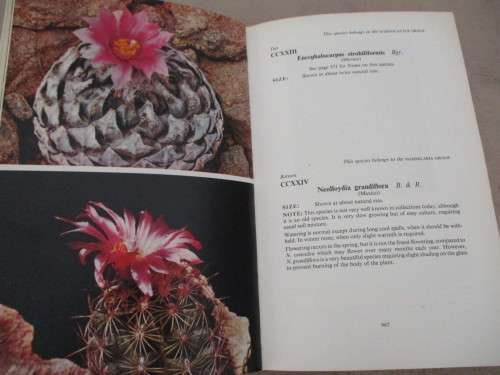 CACTI & Other Succulents. Vol 4