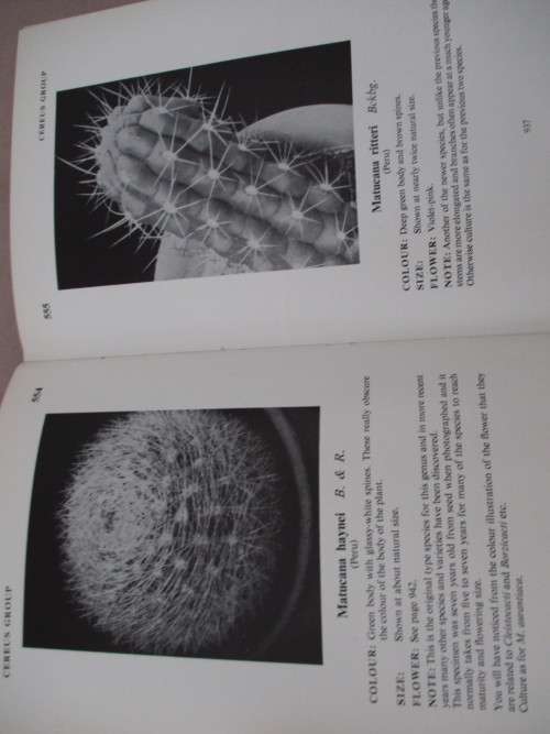 CACTI & Other Succulents. Vol 4