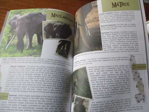 KRUGER LEGENDS - Great Tuskers of the Kruger National Park