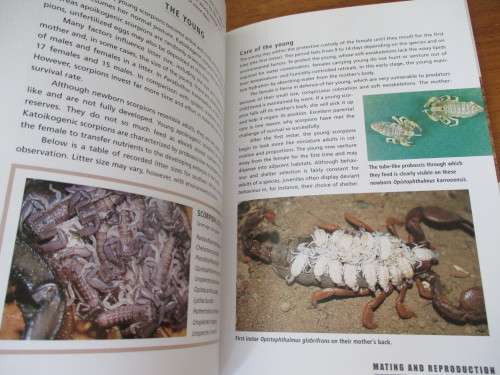 SCORPIONS OF SOUTHERN AFRICA  Jonathan Leeming