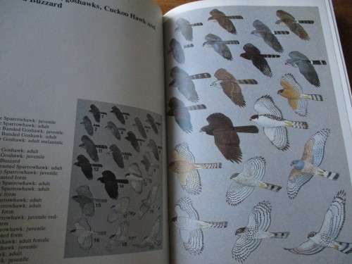 Peter Steyn. BIRDS OF PREY OF SOUTHERN AFRICA. Their Identification and Life Histories