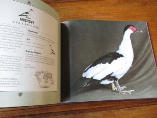 BEAUTIFUL DUCKS  Portraits of champion breeds by Liz Wright Photographed by Andrew Perris