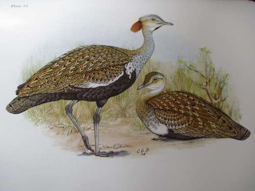GAMEBIRDS & WATERFOWL OF SOUTHERN AFRICA  C.G. Finch-Davies