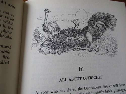 OSTRICH COUNTRY  Fay Goldie