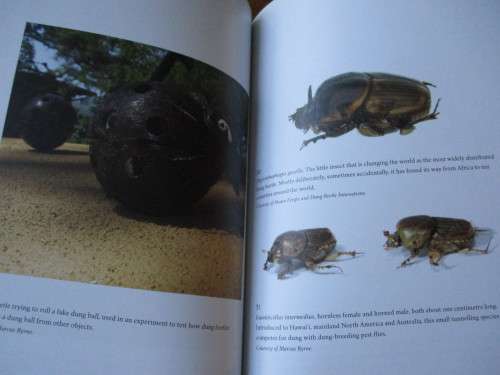 Dance of the Dung Beetles  Their role in our changing world. Marcus Byrne and Helen Lunn