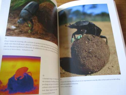 Dance of the Dung Beetles  Their role in our changing world. Marcus Byrne and Helen Lunn