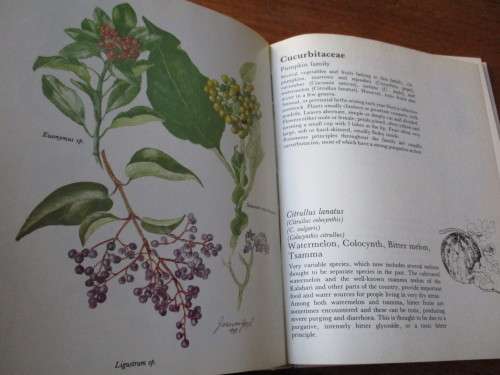 POISONOUS PLANTS IN SOUTH AFRICAN GARDENS AND PARKS  a field guide  Joan Munday