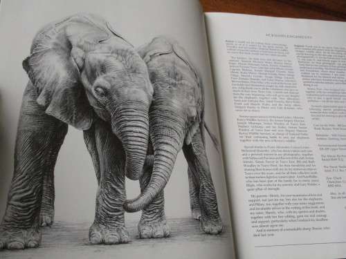 A Cry from the Wild. A Tale of Two Orphans. Lissa Ruben