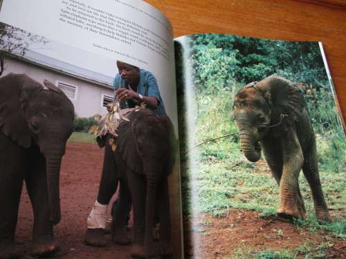 A Cry from the Wild. A Tale of Two Orphans. Lissa Ruben