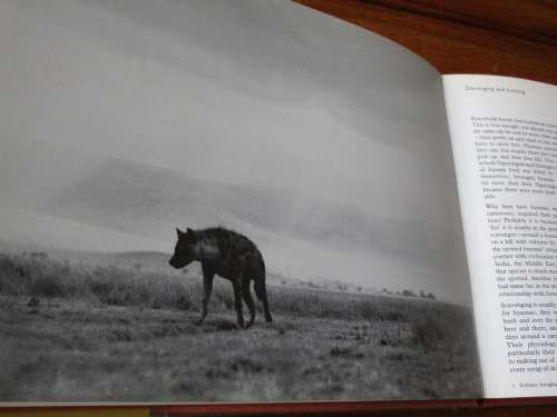 HYAENA. Hans Kruuk