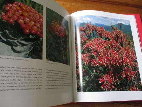 The CAPE FLORAL Kingdom