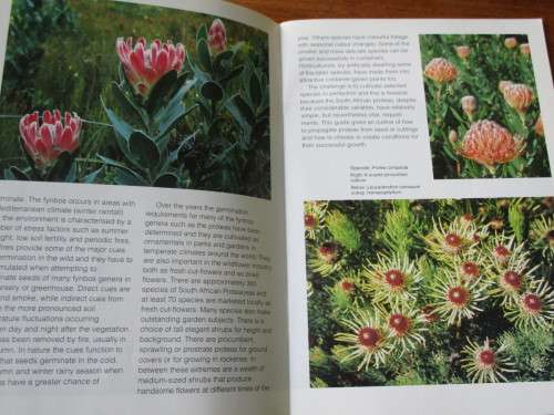 GROW PROTEAS. Kirstenbosch Series