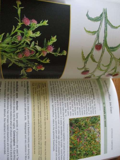rees & Shrubs and Common Wild Flowers OKAVANGO DELTA - Medicinal Uses & Nutritional Value
