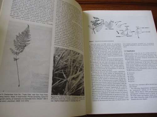 THE FERNS AND FERN ALLIES OF SOUTHERN AFRICA  JACOBSEN