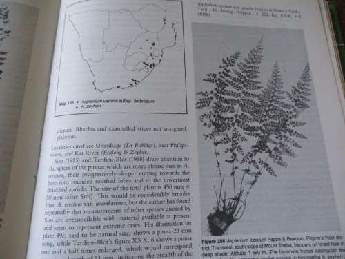 THE FERNS AND FERN ALLIES OF SOUTHERN AFRICA  JACOBSEN