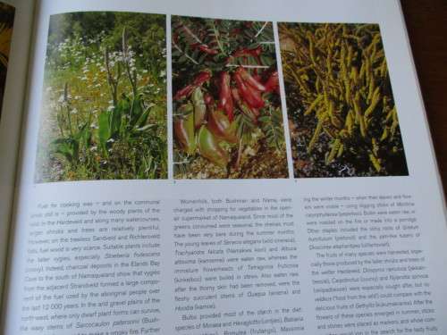 NAMAQUALAND  A Succulent Desert  Richard Cowling & Shirley Pierce