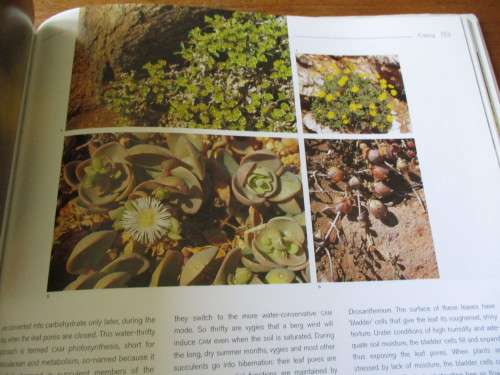 NAMAQUALAND  A Succulent Desert  Richard Cowling & Shirley Pierce