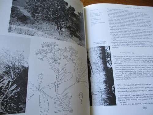 TREES OF SOUTHERN AFRICA Volume 3. Eve Palmer & Norah Pitman
